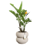 amber roll low 43cm greige